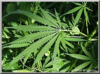 2008-Cannabis-smal.jpg