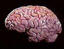 brain-human.jpg