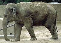 elephant.jpg