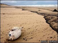 _45559561_fish_getty226b.jpg