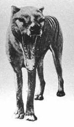 tasmaniantiger_2.jpg