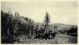 1920  -  USA.jpg
