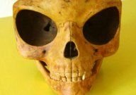 sealandskull.jpg