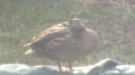 Female Mallard 01 (March 8th 2012).jpg