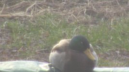 Male Mallard 02 (March 8th 2012).jpg