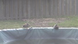 Pair of Mallards 01 (March 8th 2012) (copyright - unypnotize.com).jpg