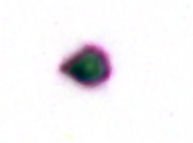 Venus Negative Image 1 (Jupiter-Venus Alignment) March 14th (copyright unhypnotize.com).JPG