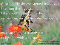 Broken_Butterfly_Large.jpg