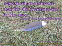 Bluejay+Feather+Large.jpg