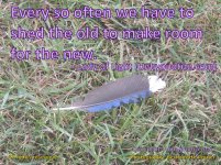 Bluejay+Feather+Large.jpg