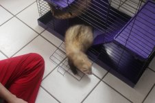 Panda_001.jpg