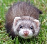 ferret2.s600x600.jpg