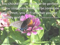 Perfect+Butterfly+Large.jpg