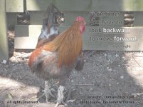 Rooster Looking Back Large.jpg