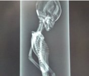 et_xray.jpg