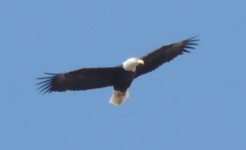 Eagle 1.png