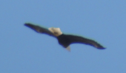 Eagle 2.png