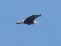 Eagle 3.png