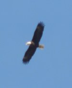 Eagle 4.jpg