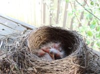 Robin's_Nest_with_Babies_1.jpg