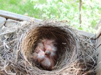 Robin's_Nest_with_Babies_2.jpg