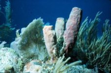 spongecoral_small.jpg