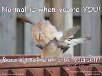 Normal_is_When_You're_You_L.jpg