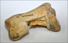 horse-bone-50,000-years-old.jpg