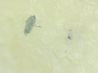 Chicken-McNugget-02.jpg