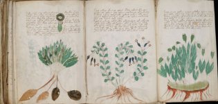 Voynich_Manuscript.jpg