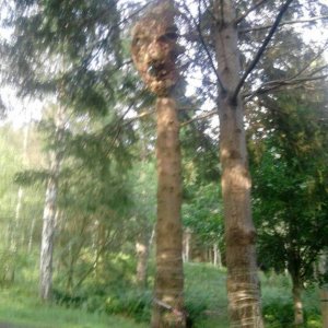 glentress3