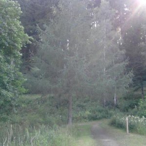 glentress4