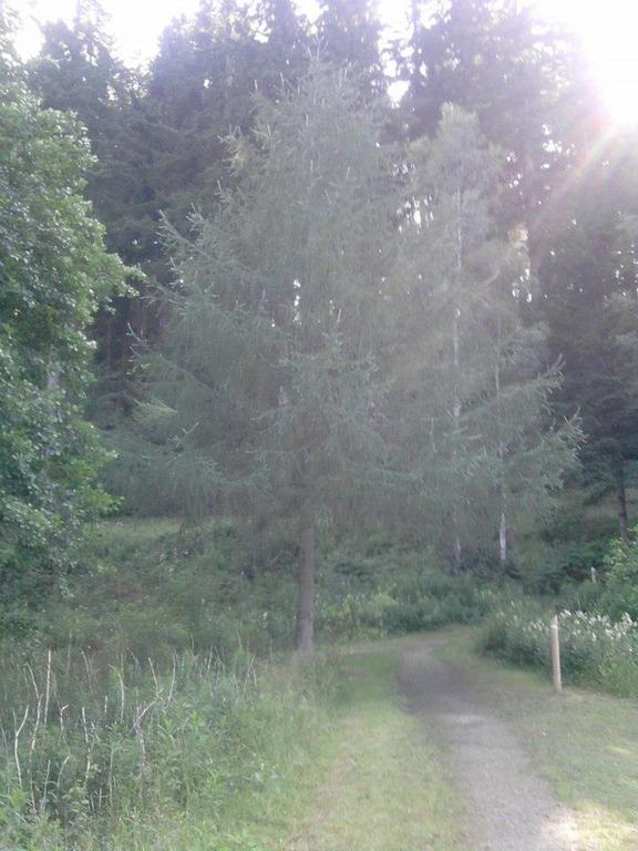 glentress4