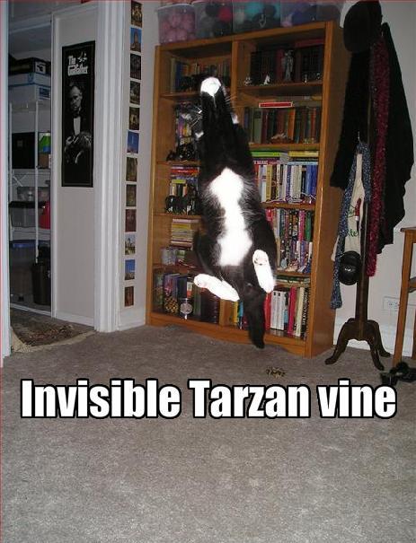 It's A Cat Version Of Tarzan lol